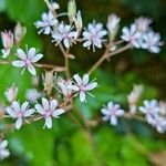 Saxifraga spathularis Blomma