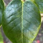 Rhododendron thomsonii Hoja