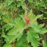 Clappertonia ficifolia Blatt