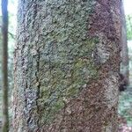 Couepia obovata Rusca