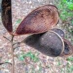Schizolobium parahyba Fruto