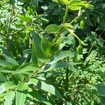 Lilium henryi Leaf