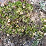 Spergularia andina Hábito