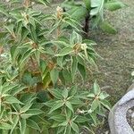 Croton flavens Leaf