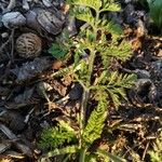 Torilis leptophylla Hoja