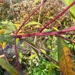 Vernonia noveboracensis Bark