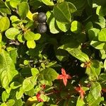 Ixora javanica Fruto