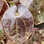 Epimedium × versicolor List