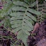 Polypodium vulgare Ліст