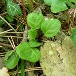 Pyrola chlorantha পাতা