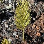 Pseudolycopodium densum Характер