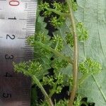 Laportea aestuans Other