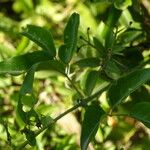 Jasminum fluminense Leaf