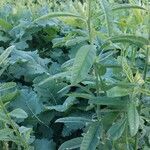 Crotalaria juncea Blad