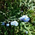 Myosotis alpestrisBlomst