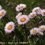 Erigeron neglectus Çiçek
