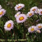 Erigeron neglectus 花