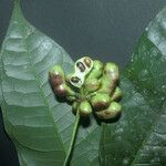 Cymbopetalum brasiliense Fruit