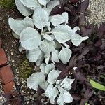 Senecio candidans Habitatea