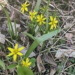 Gagea lutea Flower