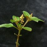 Polygala furcata Hábito