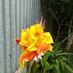 Canna × hybrida Flors