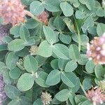 Trifolium fragiferum ഇല