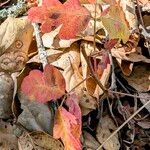 Toxicodendron diversilobumLapas