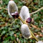 Salix hastata Fleur