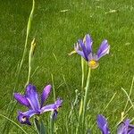 Iris xiphium Кветка