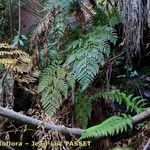 Culcita macrocarpa 形態