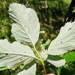 Aria edulis Leaf