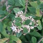 Lippia micromera Flower