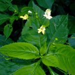 Impatiens parviflora Liść