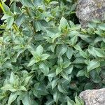 Rhamnus alaternus Leaf