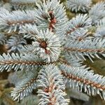 Picea pungens Blad