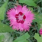 Dianthus plumarius Цветок