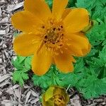 Trollius chinensis പുഷ്പം