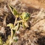 Hibiscus flavifolius Froito