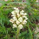 Prunella laciniata Flower