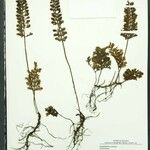 Trichomanes spruceanum Egyéb