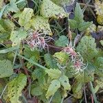 Clematis virginiana Flower