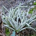 Dudleya densiflora Hábito