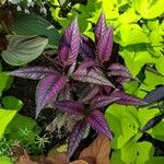 Strobilanthes auriculata Yaprak