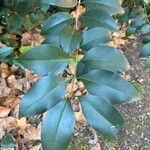 Ligustrum japonicum Blatt