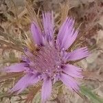 Atractylis humilis Цветок
