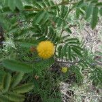 Vachellia nilotica 花