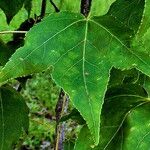 Liquidambar formosana Levél