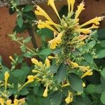 Agastache mexicanaKvět