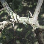 Erythrostemon mexicanus Kabuk